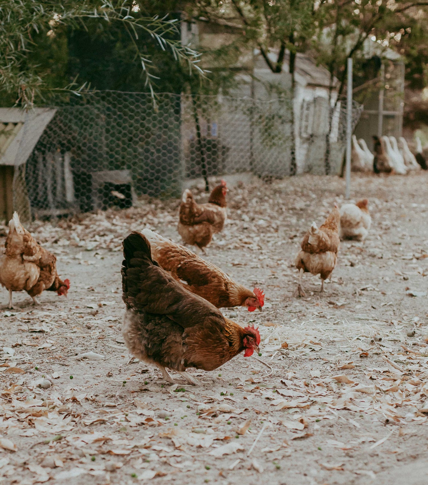 Chickens roaming and foraging freely on the Earth and Nectar farmlet in the Perth Hills