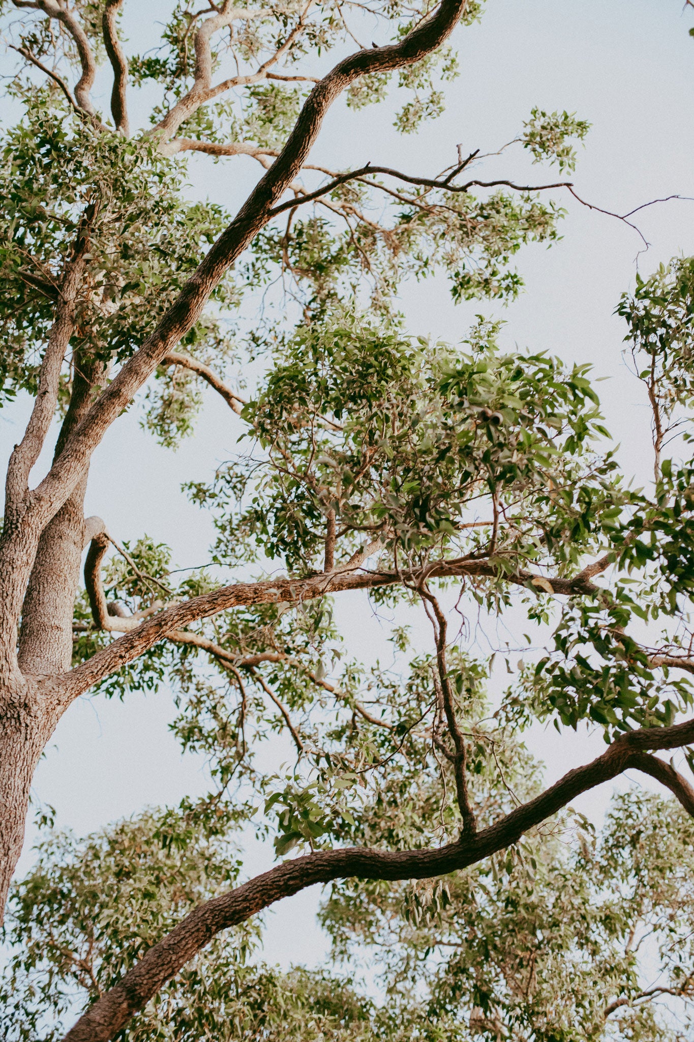 Image of a Gum Tree on our farm in the Perth foothills in Roleystone in Western Australia